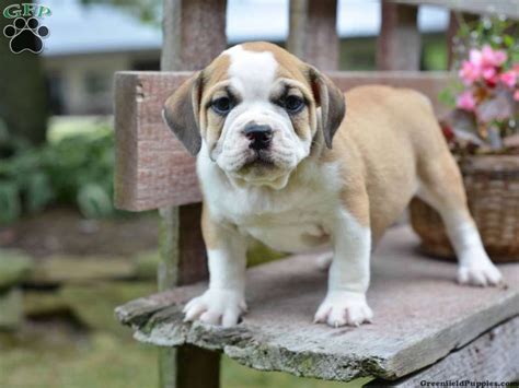 Three hundred and fifty dollars. Beabull Puppies For Sale In PA