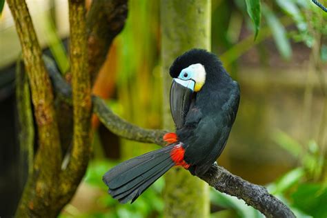 Animal Toucan 4k Ultra Hd Wallpaper