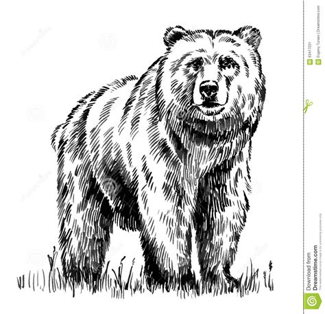 It means that you should trace the outline with a black pen, then erase the pencil parts. Black And White Engrave Isolated Vector Bear Stock Vector ...