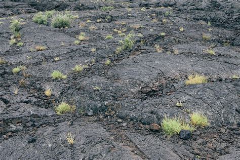Volcanic Rock From Lava Flow With Small Native Plants Del Colaborador