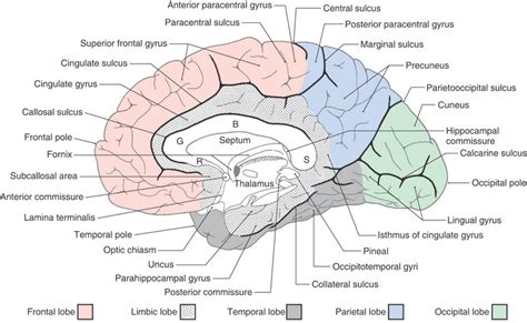 Gyri And Sulci On Medial Surface Kypho