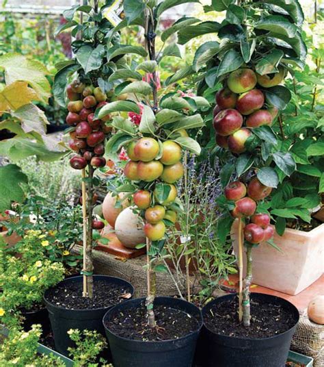 The 25 Best Dwarf Fruit Trees Ideas On Pinterest Patio