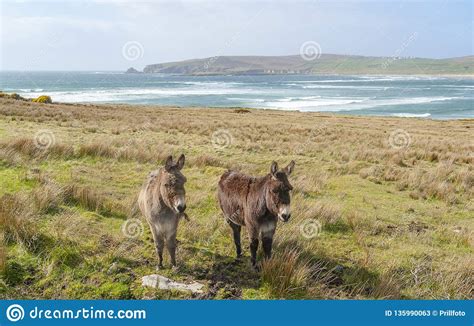 Donkeys In Ireland Stock Image Image Of Agricultural 135990063