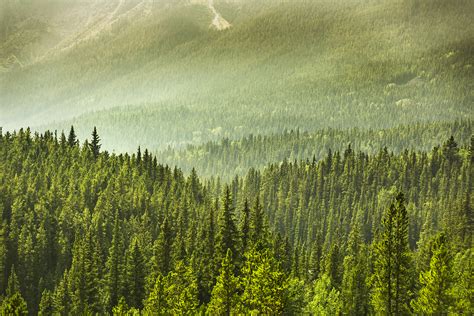 One Of Earths Biggest Carbon Sinks Has Been Overestimated Stanford News