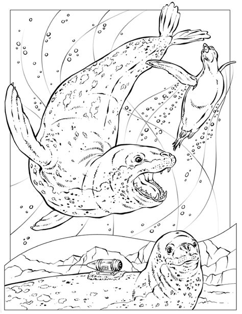Download and print these free elephant seal coloring pages for free. Leopard seal coloring pages download and print for free