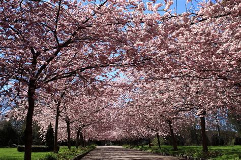Cherry Blossom Trees Flickr Photo Sharing