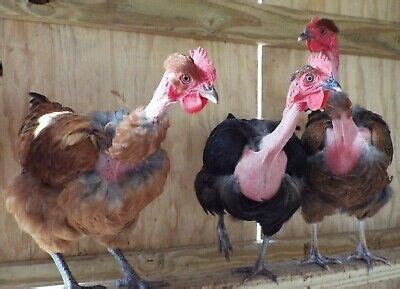 6 TURKEN TRANSYLVANIAN Naked Neck Chicken Hatching Eggs 14 99 PicClick