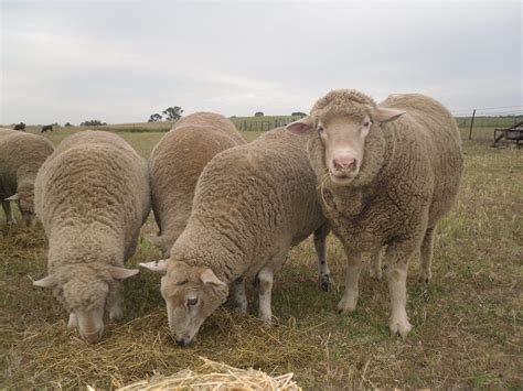 Sheep-farm-Australia-animals-grazing-country | meanderwithmeg
