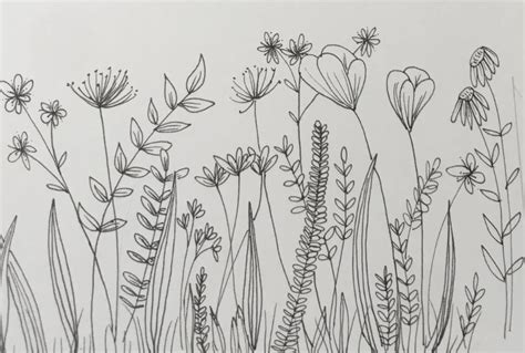 Botanical Line Drawing Peggy Dean Skillshare Wildflower Drawing