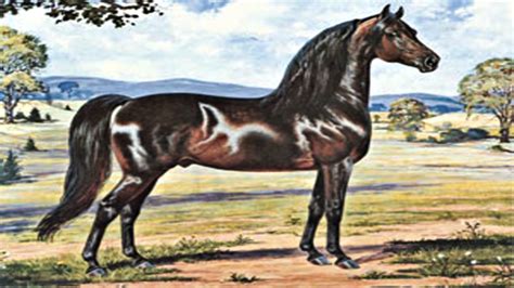 amazing facts  morgan horses horse spirit