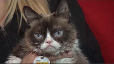 Feline Internet Sensation Grumpy Cat Dies At 7 Wkrc