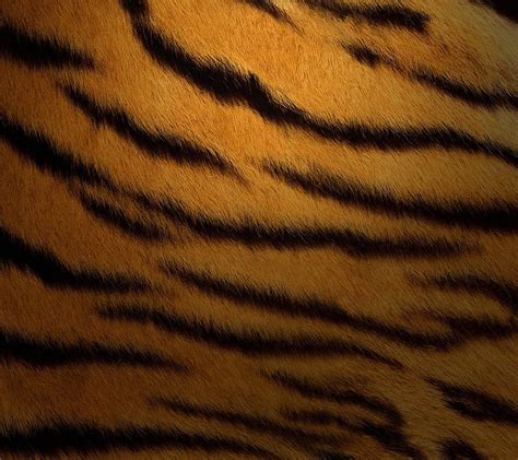 Tiger Fur Fur Tiger Hd Wallpaper Peakpx