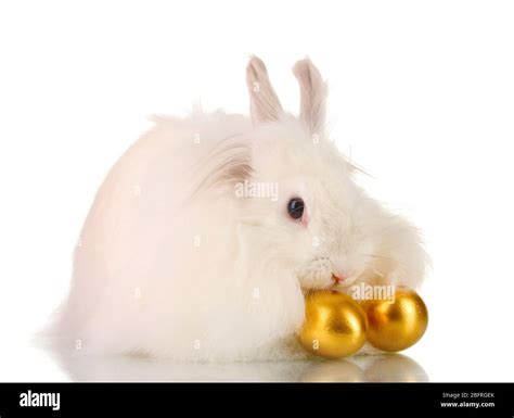 Fluffy White Rabbit With Golden Eggs Isolated On White Stock Photo Alamy
