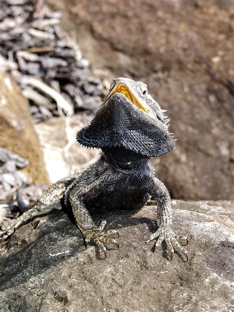 Angry Lizard Photograph By Bobbie G
