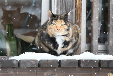 猫、春を待つ 雪に包まれた 猫寺 読んで見フォト 産経フォト