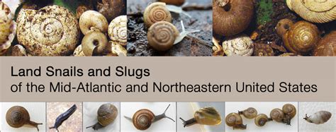 Land Snails And Slugs Of The Mid Atlantic And Northeastern United