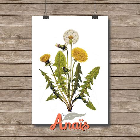 Dandelion Flower Botanical Illustration Print Light Beige Paper