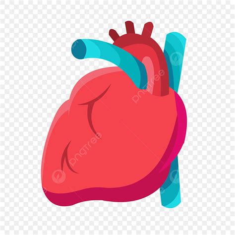 Vector Corazón Corazón Estructura Del Corazón Estructura De órganos Png