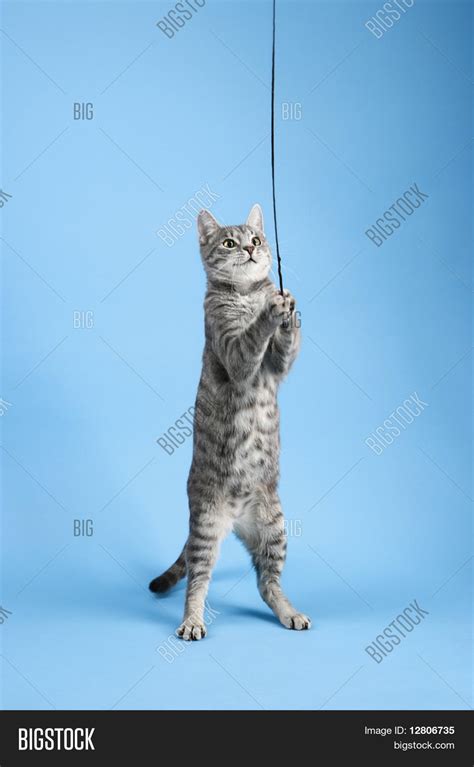 Gray Striped Cat Image And Photo Free Trial Bigstock