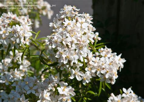 2.5m x 2.5m special features: PlantFiles Pictures: Choisya, Mexican Mock Orange, Mexican ...