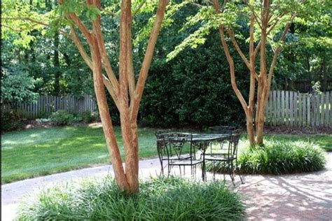 5 Best Behaved Trees To Grace A Patio Huffpost