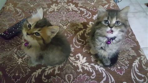 Cute Kittens Siblings Video Compilation Youtube