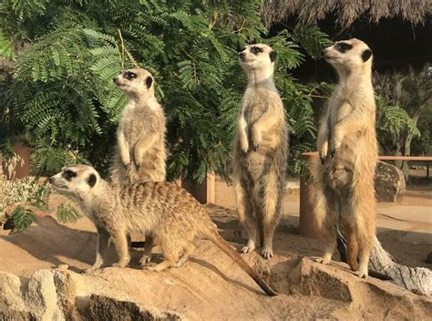 World Meerkat Day Grows At Dubbo Across Australia Mandurah Mail