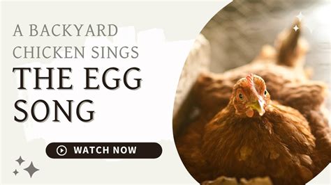 Listen To A Backyard Chicken Sing The Egg Song Youtube