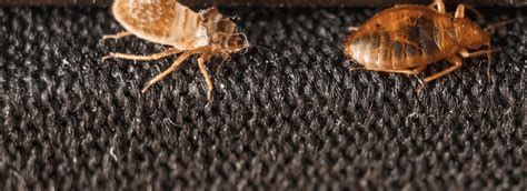 Bed Bug Control In Bradenton Surrounding Areas Keller S Pest Control
