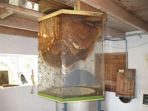 Giant Observation Hive Interesting Or Fascinating Bee Keeping Bee