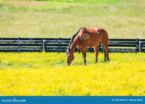 Horse On A Pasture Stock Photo Image Of Breed Farm 132166976