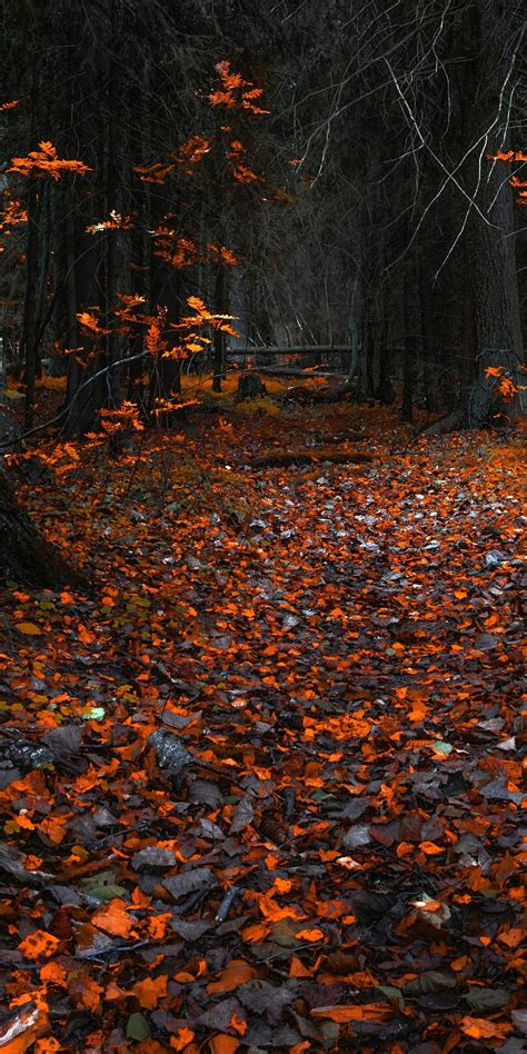 Autumn Orange Leaves Forest Nature 1080x2160 Wallpaper Autumn