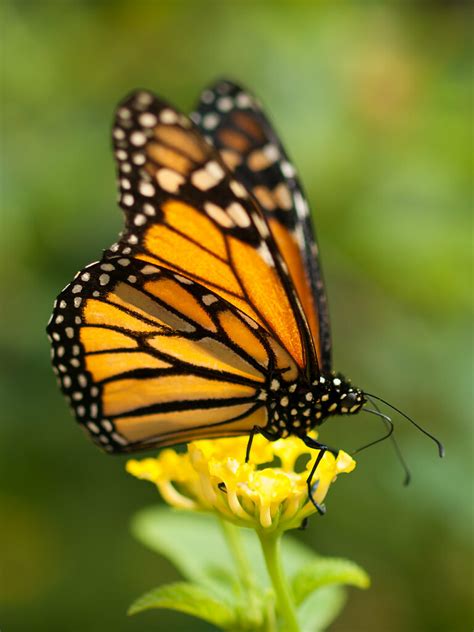 Monarch Butterfly | Monarch butterfly in the butterfly ...