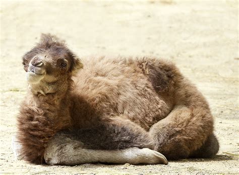 Pin on ZooBorns