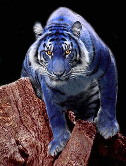 Maltese Tiger Blueberry Tiger By Lurkily Very Rare Real Color