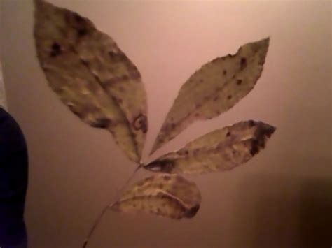 Need Fast Help For An Assigment On My Unknown Leaves