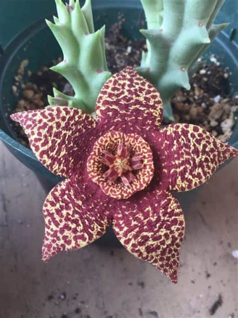 Stapelia Cactus Plant Care Guide With Pictures Succulents Network