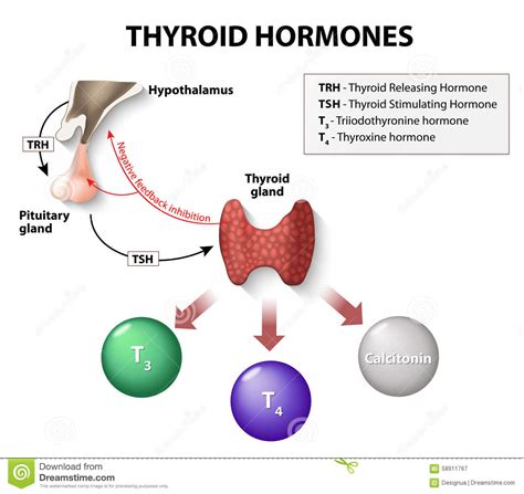 We did not find results for: Thyroid hormones stock vector. Illustration of action ...