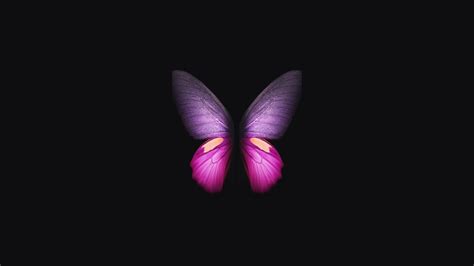 pink purple butterfly  black background  hd butterfly