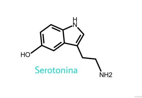 Estructura Quimica De La Serotonina Back Gyoc