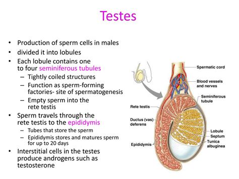 Ppt Reproductive Strategies Male Reproductive System Powerpoint Presentation Id