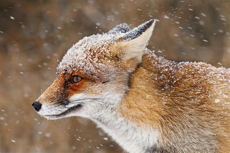 Red Fox In A Snow Storm Photograph By Roeselien Raimond