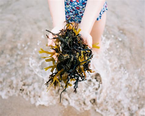 Gardening Experts Explain The Benefits Of Seaweed Fertilizer Gardeningetc