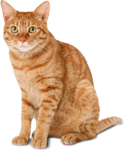 Collection Of Hq Cat Png Pluspng