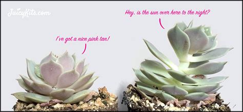 To flower indoors, cactus need plenty of sun and nutrients. How Much Sun Do Succulents Need | The Garden