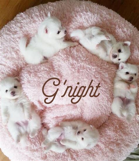 Good Night Sister And A All Sweet Dream ♥ ♥ Cute Baby Animals Cute