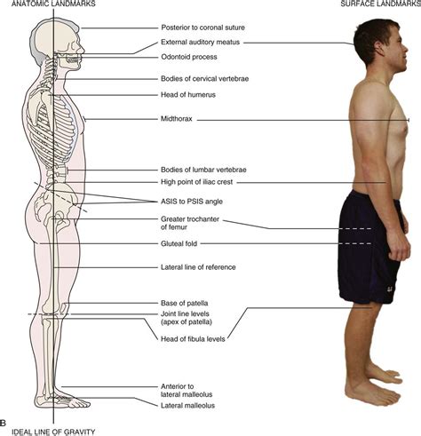Assessment Of Posture Fdf