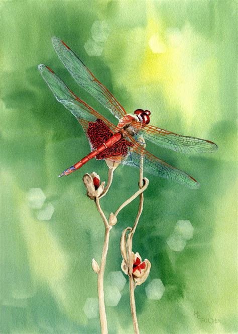 Art Giclee Print Red Dragonfly From Original Watercolor The Golden