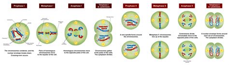 Meiosis I And Meiosis Ii What Is Their Difference
