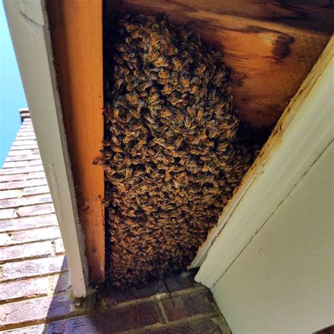 Roswell Honey Bee Removal Southeast Bee Removal